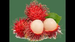 McD News [after hours] Christmas edition