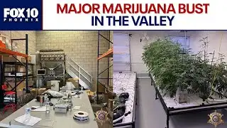 MCSO makes largest marijuana bust in a decade | FOX 10 Phoenix