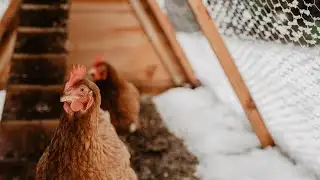 MDARD: Avian flu detected in Ottawa County backyard flock