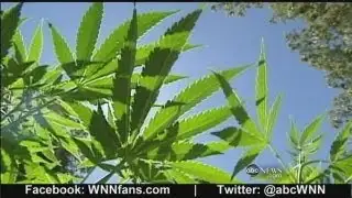 Medical Marijuana Arrives on Capitol Hill