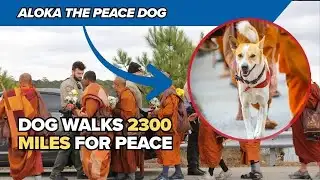 Meet Aloka: The Peace Dog Walking 2,300 Miles