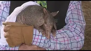 Meet Bee Cave Bob, Texas