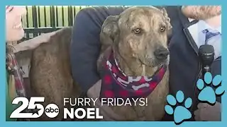 Meet Noel! | Furry Fridays