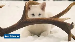 Meet Romulus and Remus, the ‘dire wolf’ pups | Science News