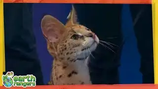 Meet Sammy, the Jumping Serval Cat! | Earth Rangers