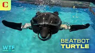 Meet the Sea Turtle Robot for Ocean Conservation