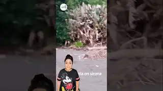 Mermaid Sighted in Costa Rica