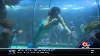Mermaids return to Aquarium