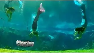 Mermaids Taking Over Camden Aquarium