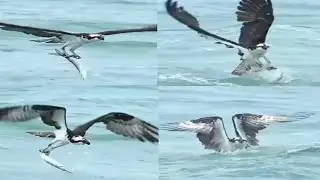 Mesmerizing view of eagles catching fish from sea