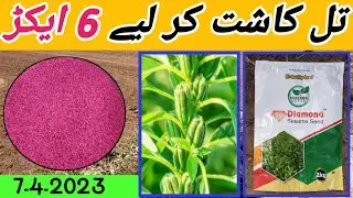 methods of til-tali cultivation | til ka rate today | til🤔 idea Til Tili ki Behtreenpaidawar!
