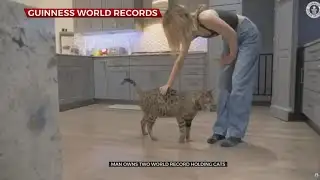 Michigan Cat Breaks World Record For Tallest Living Domestic Cat