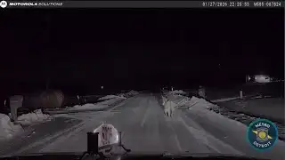 Michigan State Police help corral Dolly Parton, the runaway donkey