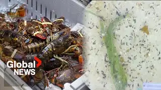 Microplastics found in lobster, researchers sound alarm