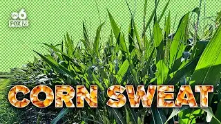 Midwest moisture: what is corn sweat?