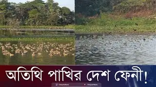 ফেনীর দীঘিজুড়ে অতিথি পাখির মেলা | Migratory Birds | Feni | Deepto News