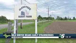 Mild winter means early strawberries in Delta County