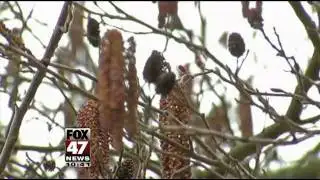 Mild Winter Means Prolonged Allergy Season