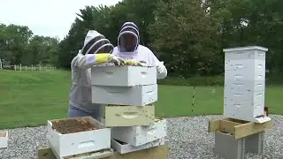 Military veterans turn to beekeeping for relief