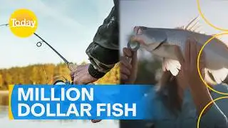 Million Dollar Fish competition hits the halfway mark | Today Show Australia