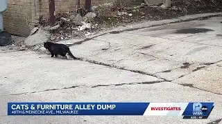 Milwaukee alley dumping draws stray cats, frustrates residents