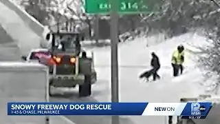 Milwaukee deputies rescue 2 stranded dogs from busy I-43 freeway