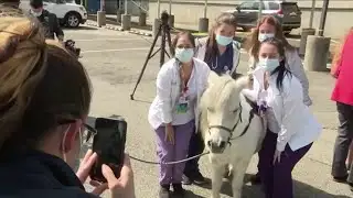 Mini-horses lift nurses