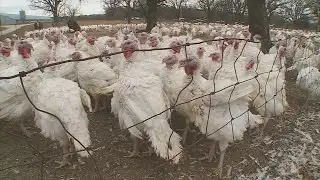 Minnesota Lawmakers Preparing For Another Avian Flu Outbreak