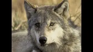 Minnesota Wolf Population Appears To Be Rising