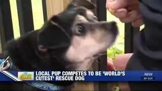 Mishawaka pup competes to be ‘World’s Cutest Rescue Dog’