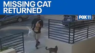 Missing cat returned after being taken from home  | FOX 11 LA