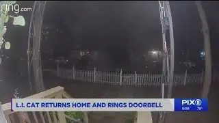 Missing cat returns home and rings her owner
