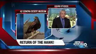 Missing Harris Hawk returns to Arizona-Sonora desert museum