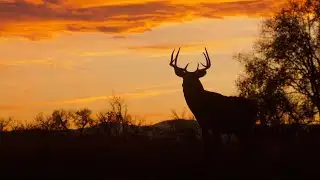 Missouri and Arkansas poaching cases highlight wildlife protection concerns