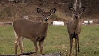 MN DNR Requiring Non-Toxic Ammo for State Park Special Deer Hunts