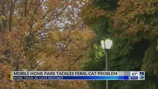 Mobile Home Park Tackles Feral Cat Problem