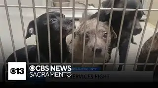 Modesto councilman renews push to reform Stanislaus County animal services