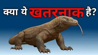क्या ये जीव सांप की ही तरह खतरनाक होते हैं? | Monitor Lizard | Komodo Dragon #facts #amazingfacts