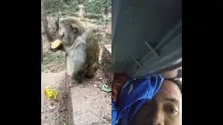 #monkey #animals #trending #respecta #cat #funny #duet #monkeysr #viral #respectation
