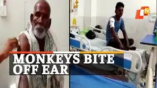 Monkey Attack Leaves 40 Injured In UP | OTV News