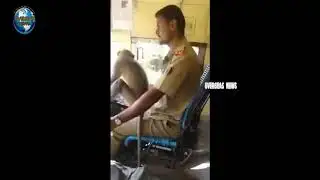 Monkey driving KSRTC bus with driver, RTC Removes driver | Overseas News