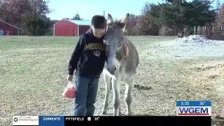 Monroe County ranch uses Equine Therapy to help those in need