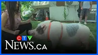 Montreal mini-pig gets temporary reprieve from eviction
