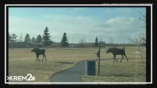Moose calves spotted in Airway Heights
