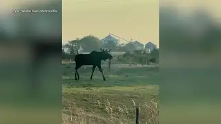 Moose sighting in central Nebraska