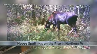 Moose sightings on the rise in Northern Wisconsin