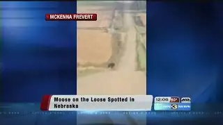 Moose spotted in northeast Nebraska