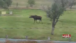 Moose spotted in Timber Lake