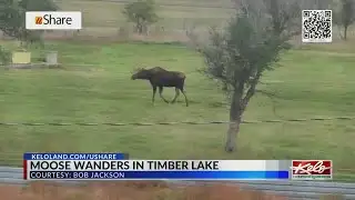Moose spotted in Timber Lake