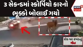 Morbi Stray Cattle News : હાઈવે પર રખડતુ ઢોર જોવાય તો દૂર જ રહેજો, નહીં તો શઈ શકે છે આવા હાલ |News18